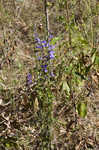 Southern lobelia